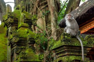 Image result for monkey forest bali